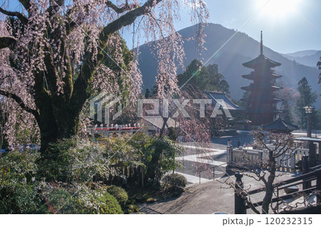 身延山　久遠寺のしだれ桜 120232315