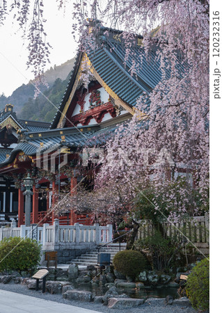 身延山　久遠寺のしだれ桜 120232316