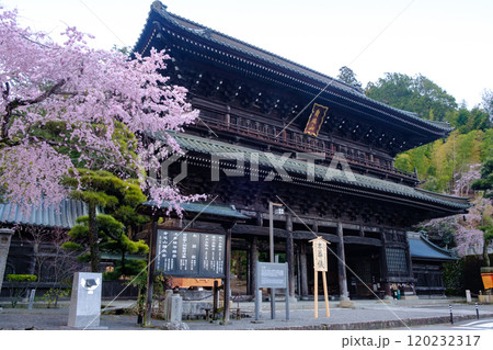 身延山　久遠寺のしだれ桜 120232317