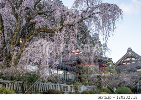 身延山　久遠寺のしだれ桜 120232318
