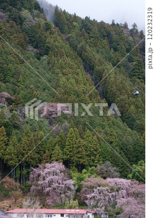 身延山　久遠寺のしだれ桜 120232319