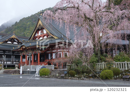 身延山 久遠寺のしだれ桜 身延山 久遠寺のしだれ桜 120232321