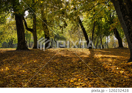 Autumn forest with sunlight streaming through trees, casting shadows on a blanket of golden leaves 120232428