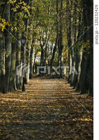 Scenic autumn pathway lined with tall trees creating a serene, peaceful setting 120232429