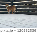 雪上の見つめる柴犬 120232536