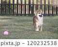 ボール遊び中の柴犬 120232538