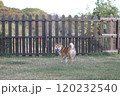 振り向く柴犬 120232540
