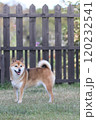柴犬のいる風景 120232541