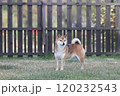 すまし顔の柴犬 120232543