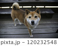 見つめる柴犬 120232548