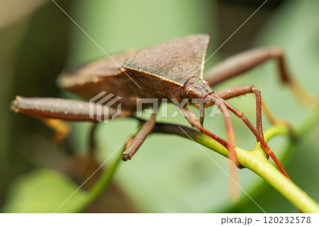 Eucalyptus Tip-wilter Bug Eucalyptus Tip-wilter Bug 120232578