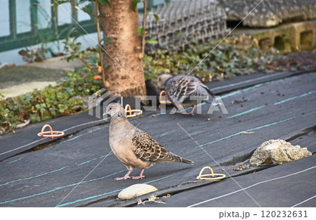 餌を探して庭を歩くつがいのキジバト（雉鳩） 120232631