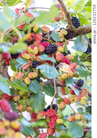 桑の実 桑の実 120232759