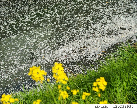 菜の花咲く土手から見る散った桜の花びらの流れる川面風景 菜の花咲く土手から見る散った桜の花びらの流れる川面風景 120232930
