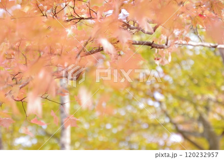 ブナの木の紅葉 ブナの木の紅葉 120232957