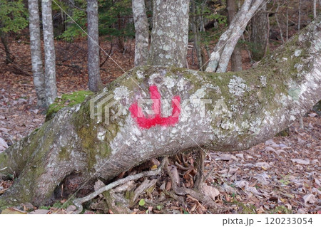 倒木に書かれた赤い「山」の文字 倒木に書かれた赤い「山」の文字 120233054