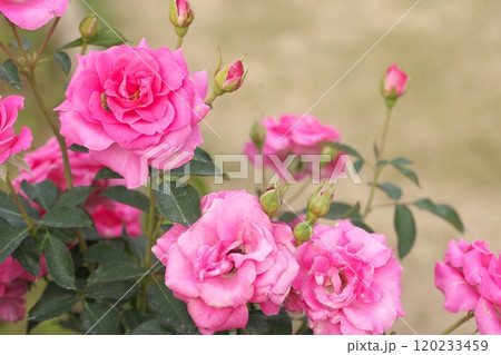 ピンク色の薔薇の花 120233459