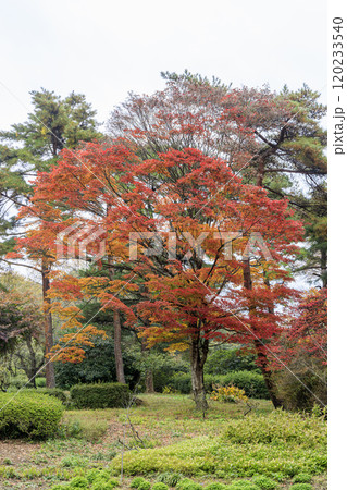 赤城自然園 紅葉 群馬県の写真素材 [120233540] - PIXTA
