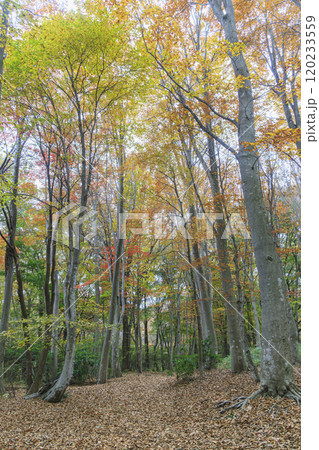 赤城自然園　紅葉　群馬県 120233559