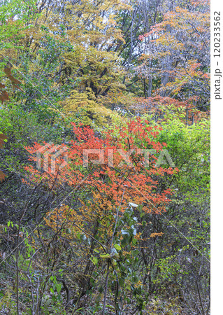 赤城自然園　紅葉　群馬県 120233562