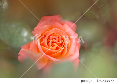 オレンジ色の薔薇の花 120233577