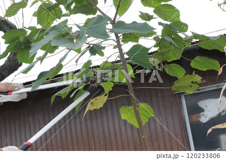 アカメガシワ　迷惑な樹の伐採 120233806