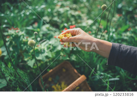 花摘み 花摘み 120233816