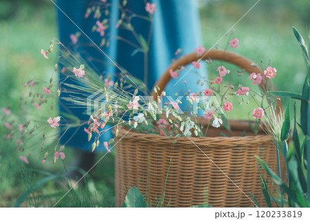 花摘み 花摘み 120233819