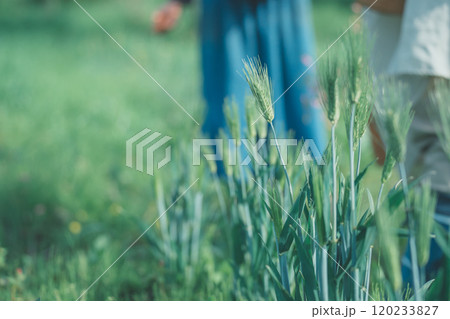麦畑 麦畑 120233827
