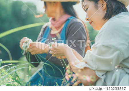 シロツメクサを編む シロツメクサを編む 120233837