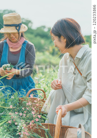 花摘み 120233866