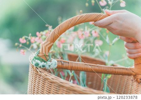 花摘み 花摘み 120233878