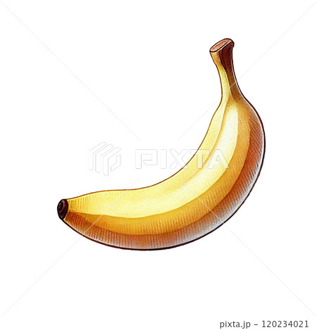 リアルなバナナのイラスト素材、果物の食材デザイン リアルなバナナのイラスト素材、果物の食材デザイン 120234021