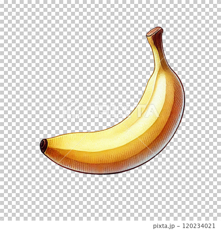 リアルなバナナのイラスト素材、果物の食材デザイン リアルなバナナのイラスト素材、果物の食材デザイン 120234021