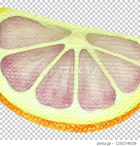 レモン断面イラスト、食材デザイン素材 120234026