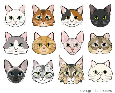 様々な種類の猫の顔 様々な種類の猫の顔 120234060