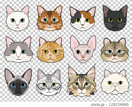 様々な種類の猫の顔 様々な種類の猫の顔 120234060