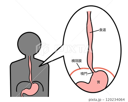 正常な食道　横隔膜　文字あり 120234064