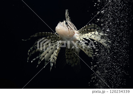 ミノカサゴ　カサゴ　Lionfish　毒魚　クラシックレンズ　 120234339