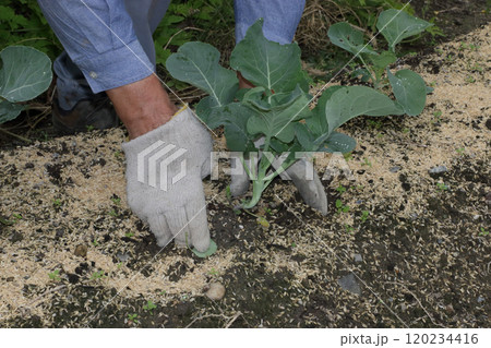 家庭菜園定植後二十日の土よせ、ブロッコリー 家庭菜園定植後二十日の土よせ、ブロッコリー 120234416