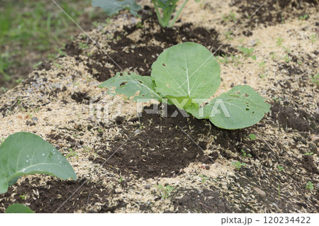 家庭菜園定植後二十日の土よせ、ハクサイ 家庭菜園定植後二十日の土よせ、ハクサイ 120234422