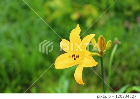 初夏の花のニッコウキスゲ満開 初夏の花のニッコウキスゲ満開 120234527