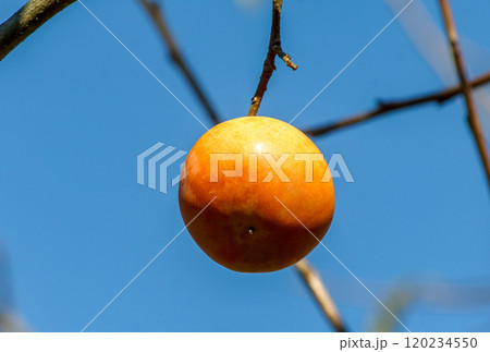 快晴の青空を背にしたカキノキの果実【カキノキ科】 120234550