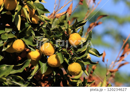 柚子の実 120234627