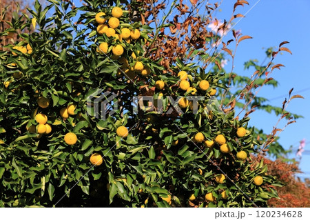 柚子の実 120234628