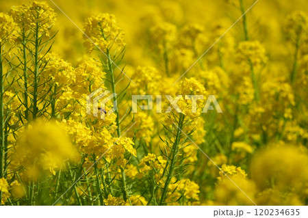 春の訪れを告げる菜の花 120234635
