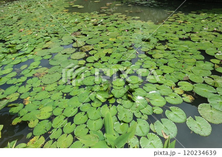 シンガポールボタニックガーデンの水草 120234639