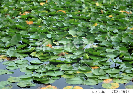 山と川のある町横手市鶴が池のジュンサイ栽培 120234698