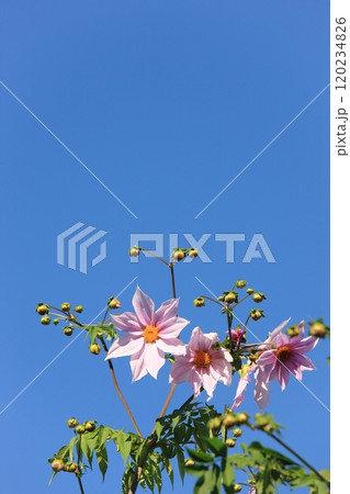 皇帝ダリアの花 120234826