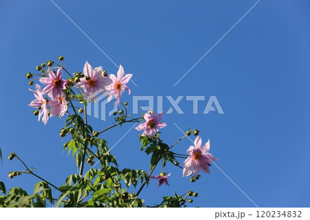 皇帝ダリアの花 皇帝ダリアの花 120234832